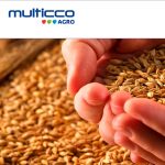 Multicco Agro - Projektowanie stron www - Białystok